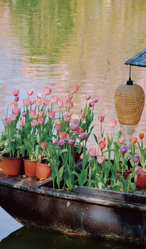 tải ảnh hoa tulip đẹp nhất 