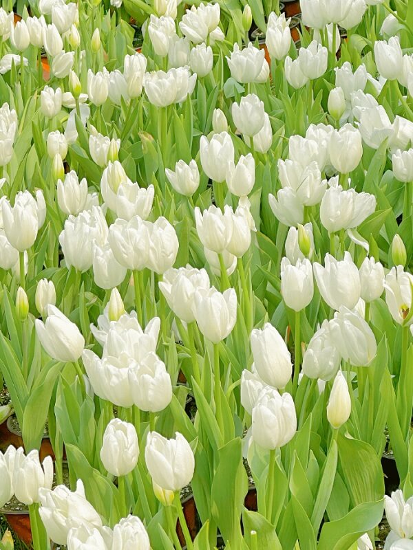 Hoa tulip trắng 1