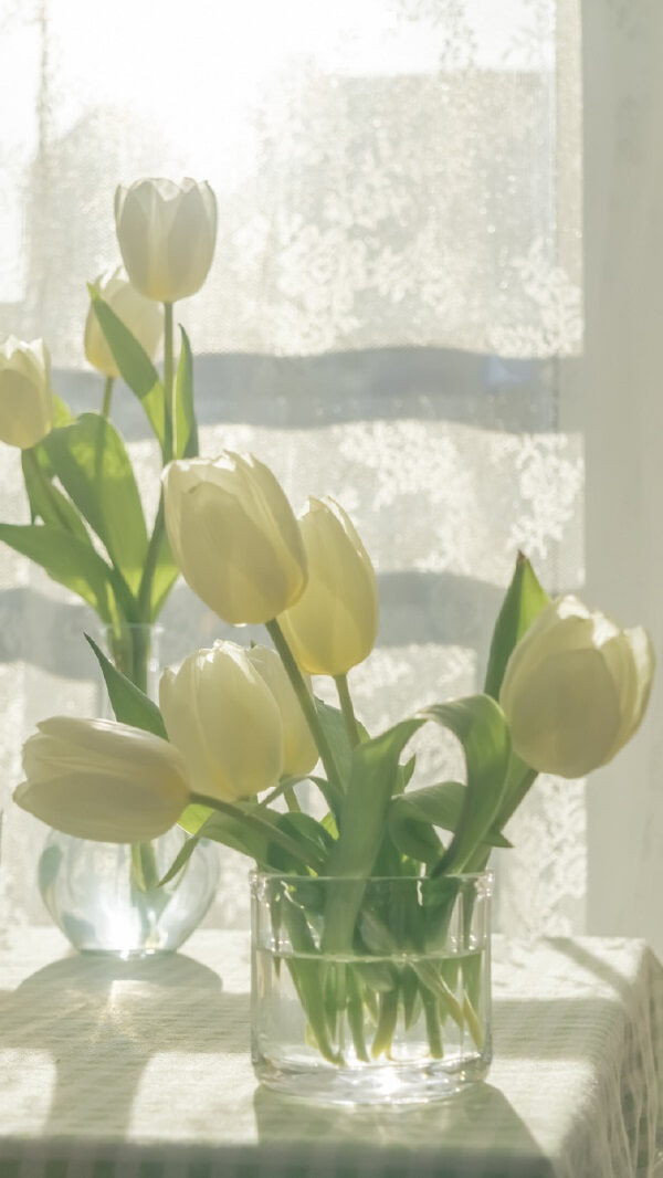 Hoa tulip trắng 3