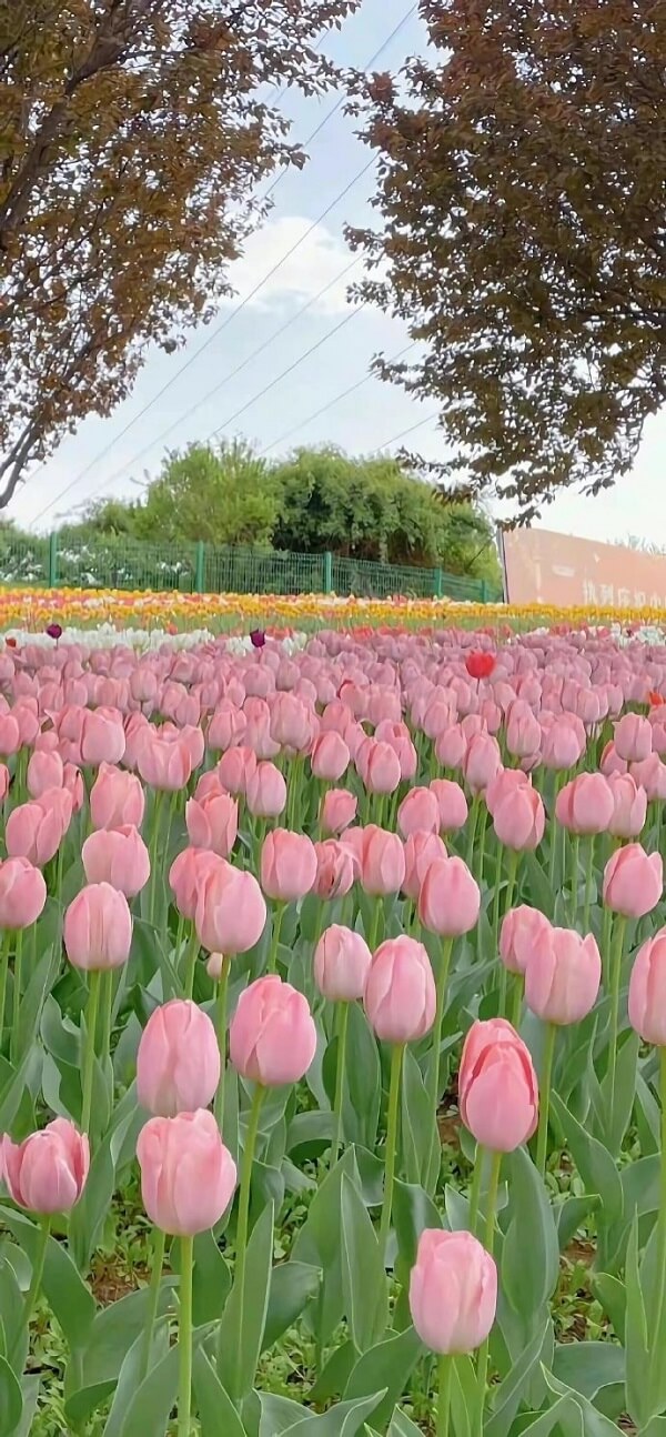 Vườn hoa tulip 3