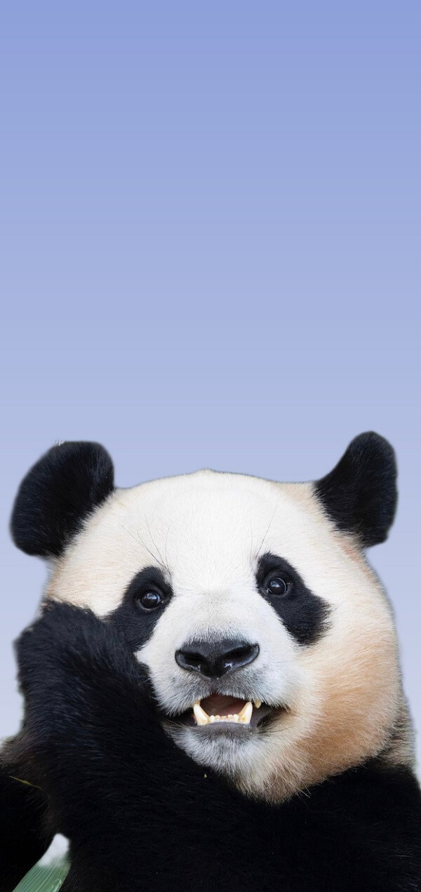 Hinh nen gau truc panda 3