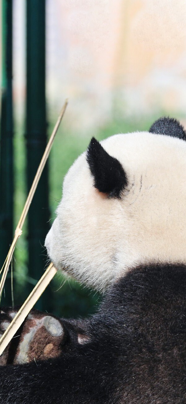 Hinh nen gau truc panda 7