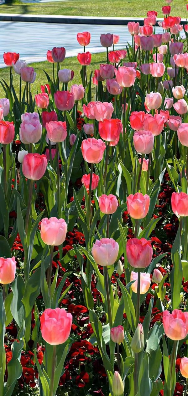 hình nền hoa tulip đẹp 1