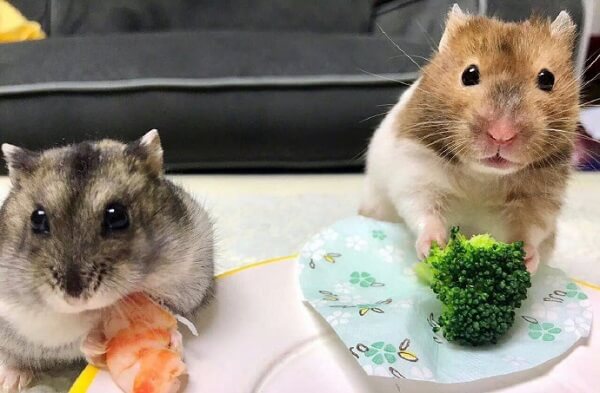 ảnh chuột hamster ăn đồ ăn cute