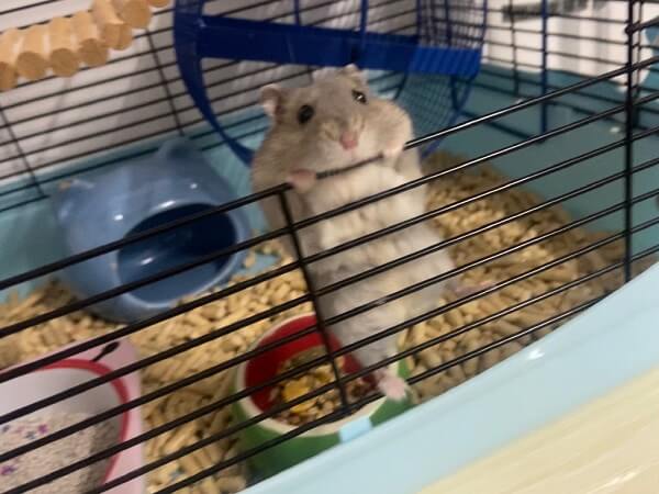 ảnh chuột hamster bám thanh sắt