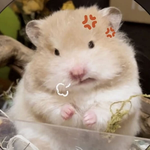 meme chuột hamster tức giận