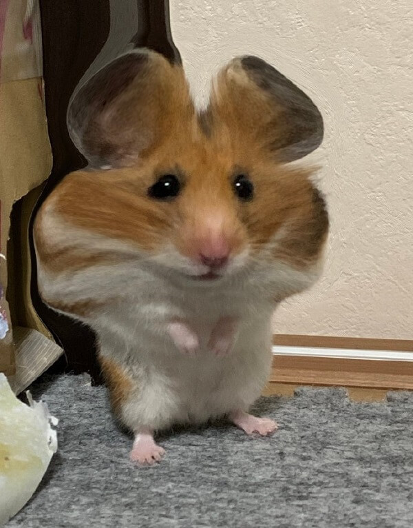 hamster ảnh meme