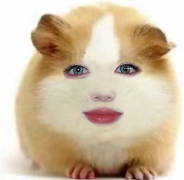 hamster meme mặt người