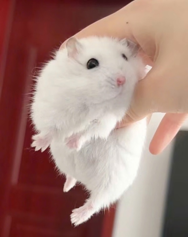 ảnh chuột hamster cute 42