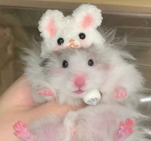 ảnh chuột hamster cute 44