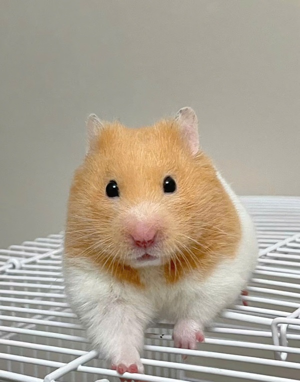 ảnh chuột hamster cute 32