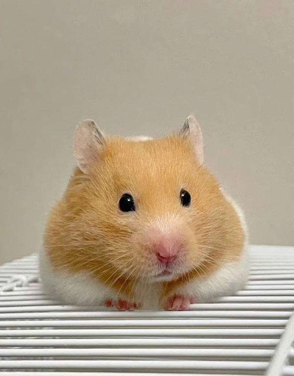 ảnh chuột hamster cute 33