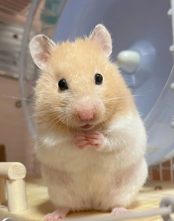 ảnh chuột hamster cute 35