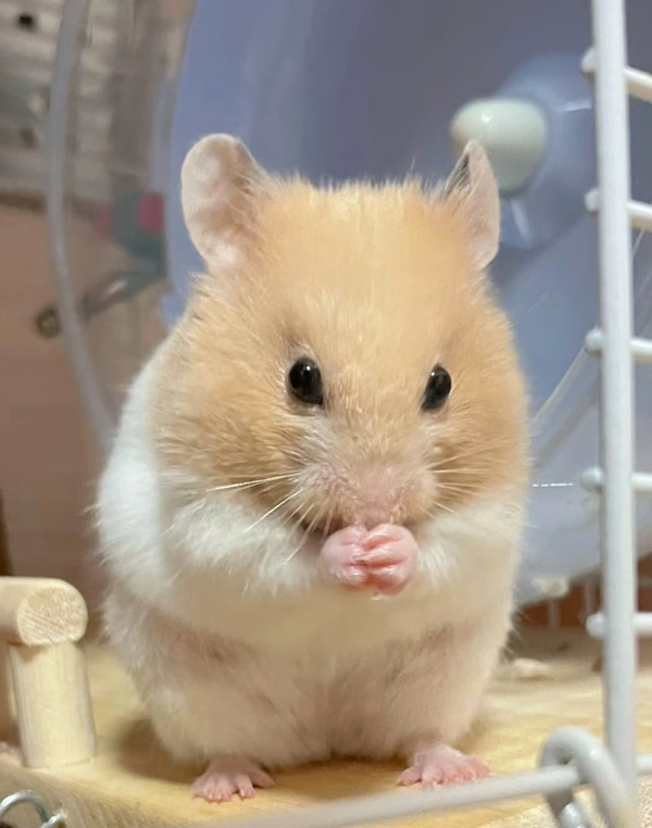 ảnh chuột hamster cute 36