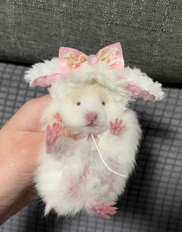 ảnh chuột hamster cute 37