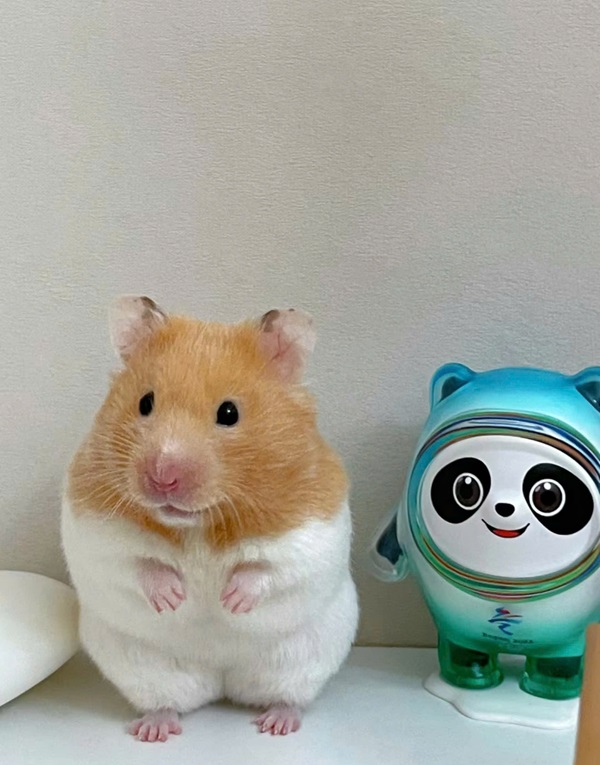 ảnh chuột hamster cute 38