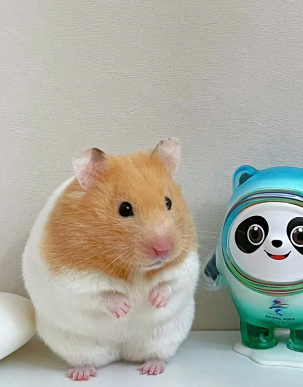 ảnh chuột hamster cute 39