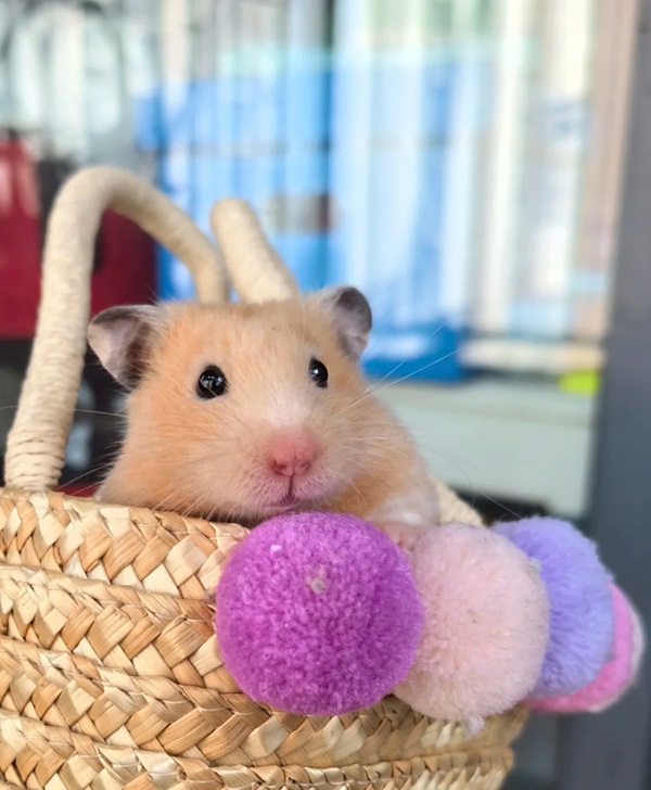 Ảnh chuột hamster vô tri 10