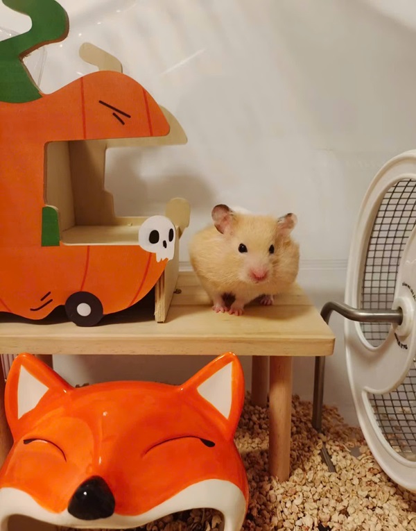 Ảnh chuột hamster vô tri 11