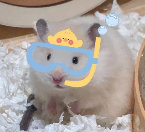 Ảnh chuột hamster vô tri 3