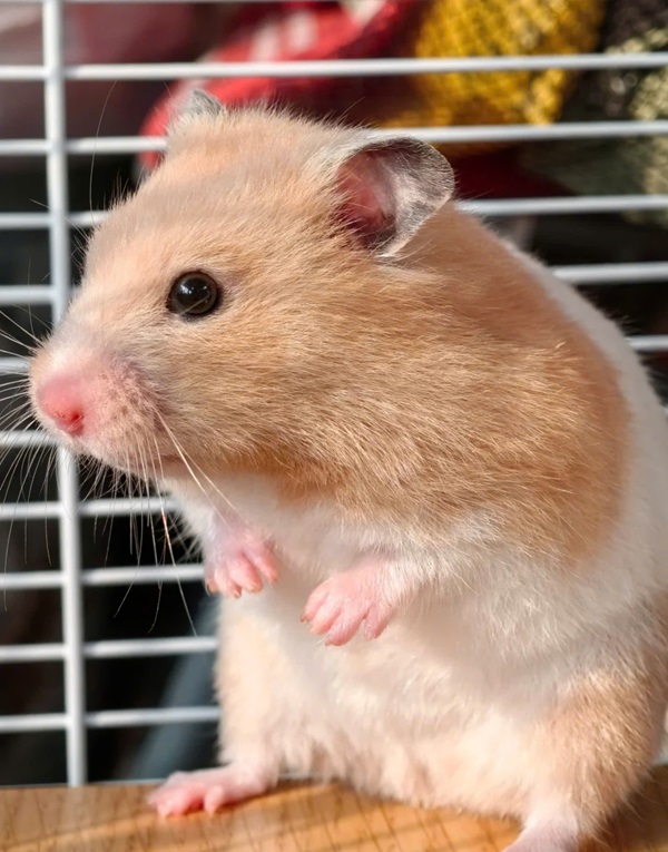 Ảnh chuột hamster vô tri 9