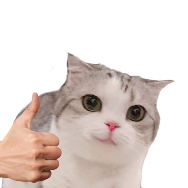 Tổng hợp 99+ Meme mèo cute, meme mèo dỗi, mèo like