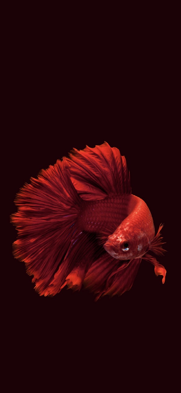 ảnh cá Betta đẹp 2