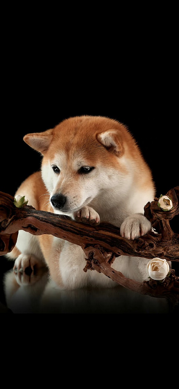 Hình nền điện thoại chó shiba 5