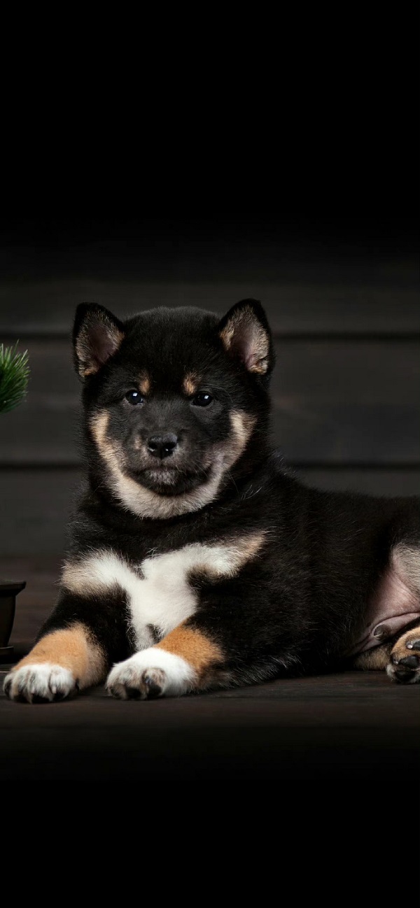 Hình nền điện thoại chó shiba đen đang ngồi