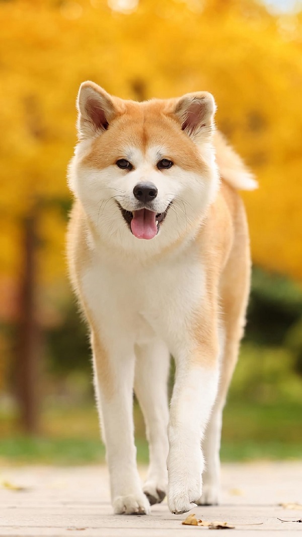 Hình nền điện thoại chó shiba 3