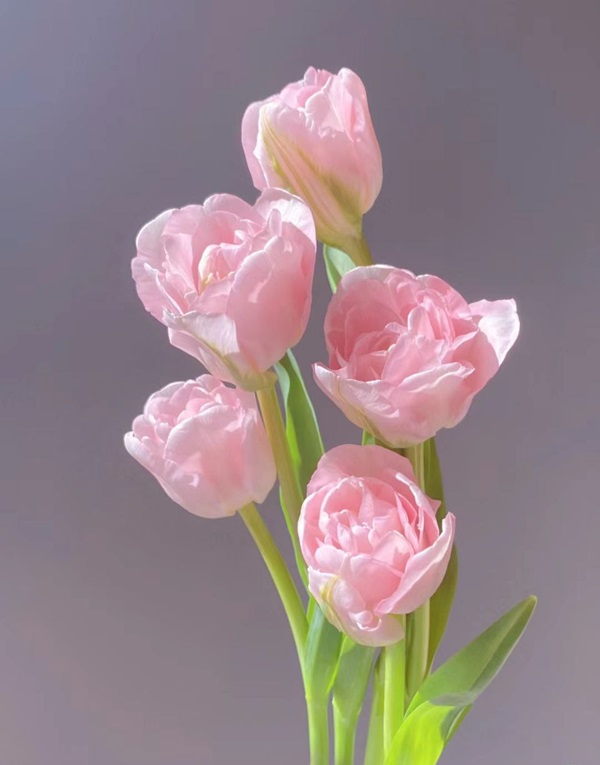 hình đại diện hoa tulip đẹp 11