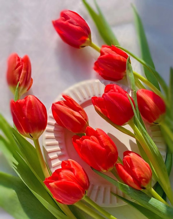 hình đại diện hoa tulip đẹp 15