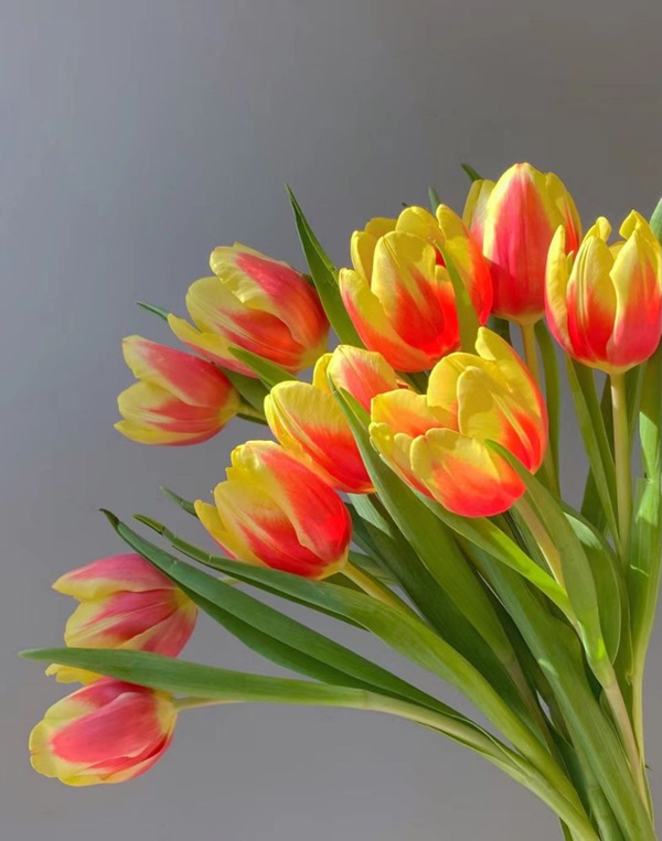 hình đại diện hoa tulip đẹp 8