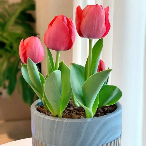 Avatar hoa tulip đơn giản  12