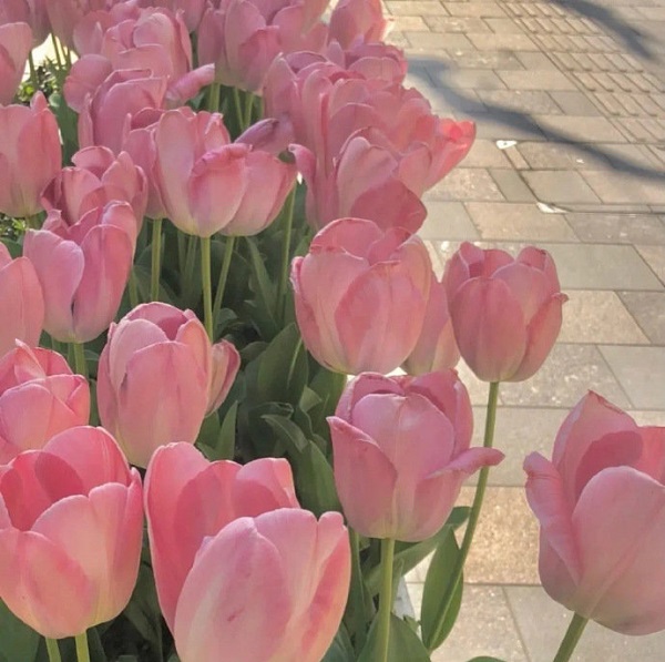 Avatar hoa tulip đơn giản 9