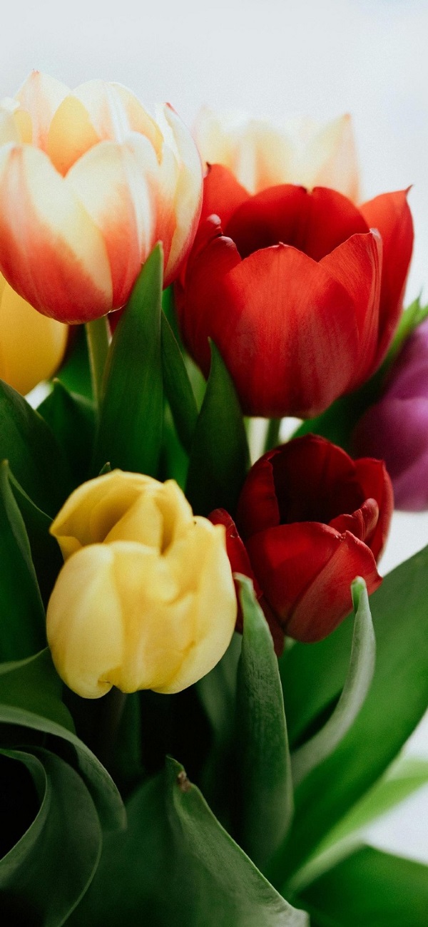 Hình nền hoa tulip đẹp 12