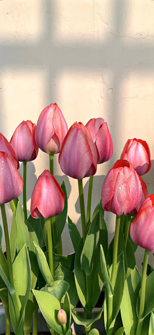 Hình nền hoa tulip đẹp 16