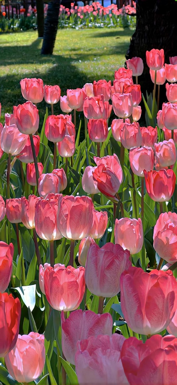 Hình nền hoa tulip đẹp 18