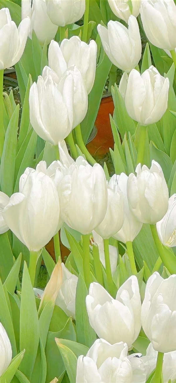 Hình nền hoa tulip đẹp 21