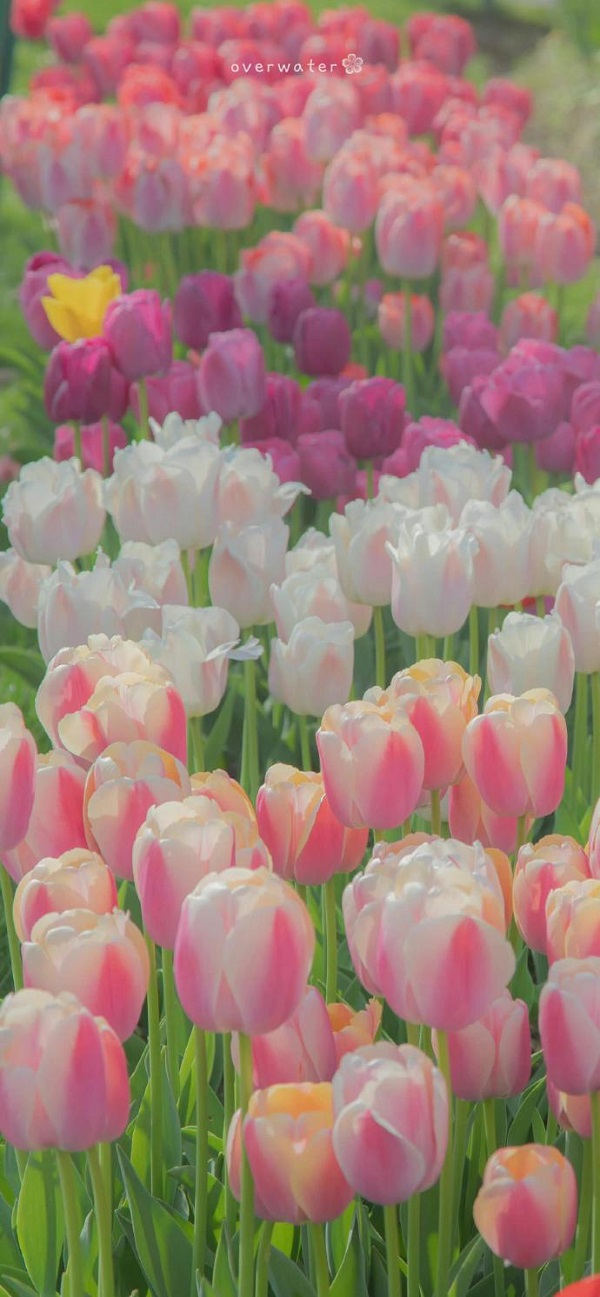 Hình nền hoa tulip đẹp 8