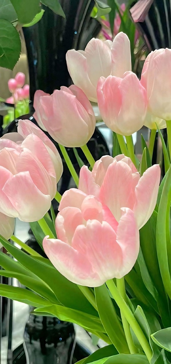 Hình nền hoa tulip đẹp 7