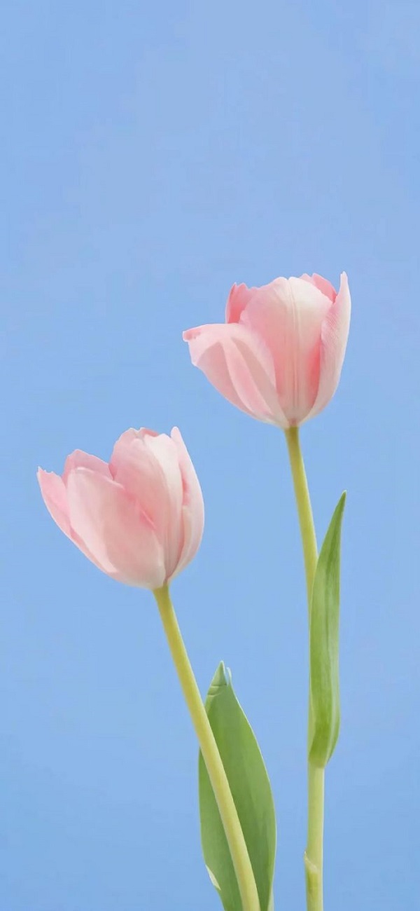 Hình nền hoa tulip đẹp 3