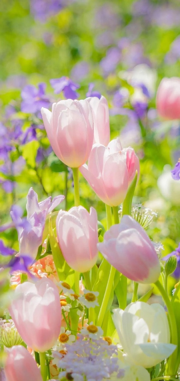 Hình nền hoa tulip đẹp 2