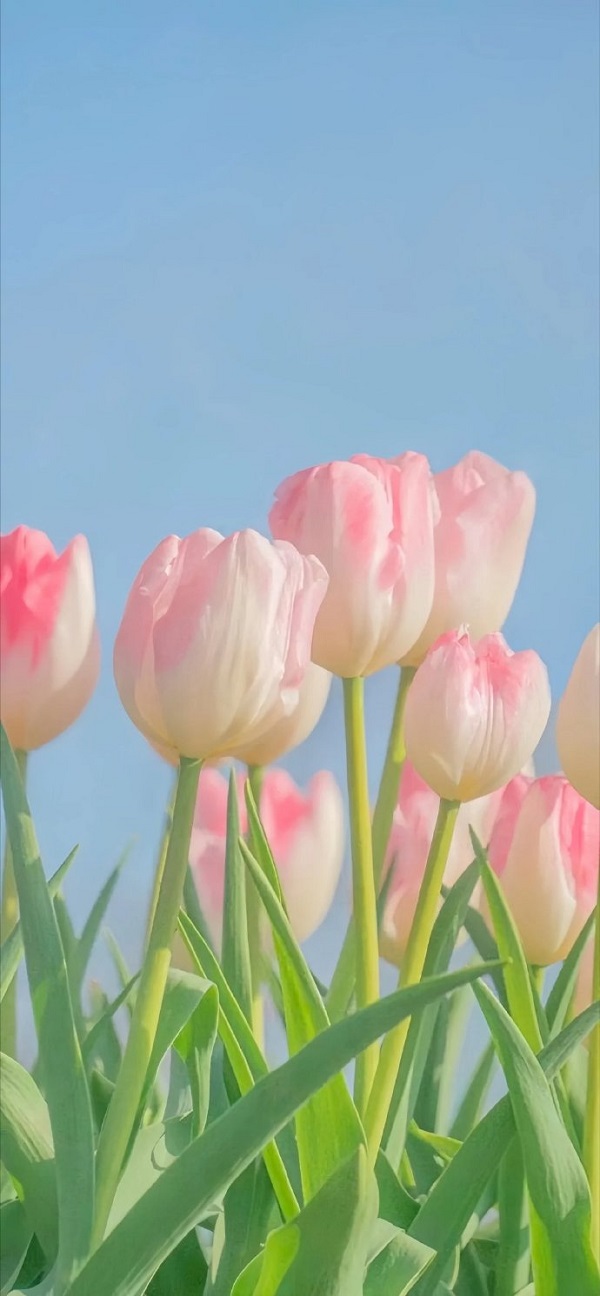 Hình nền hoa tulip cho điện thoại 18