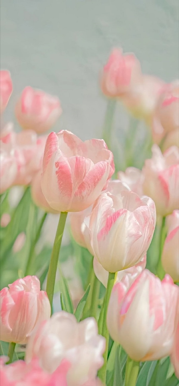 Hình nền hoa tulip cho điện thoại 17