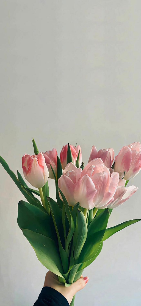 Hình nền hoa tulip cho điện thoại 16