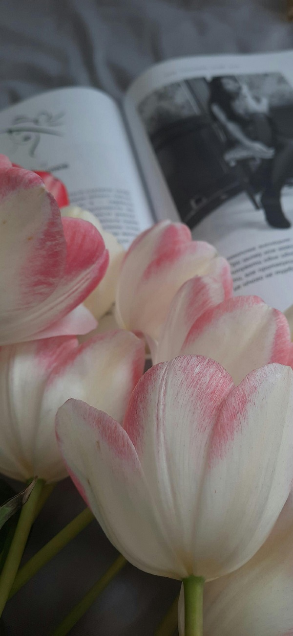 Hình nền hoa tulip cho điện thoại 12