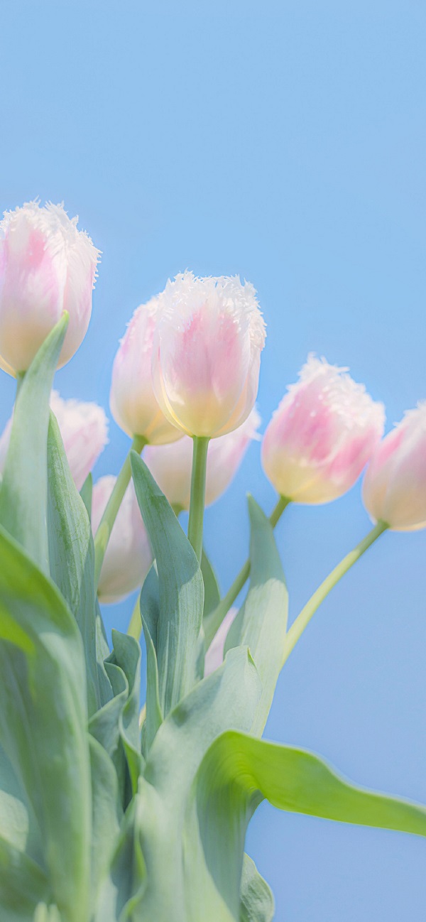 Hình nền hoa tulip cho điện thoại 13