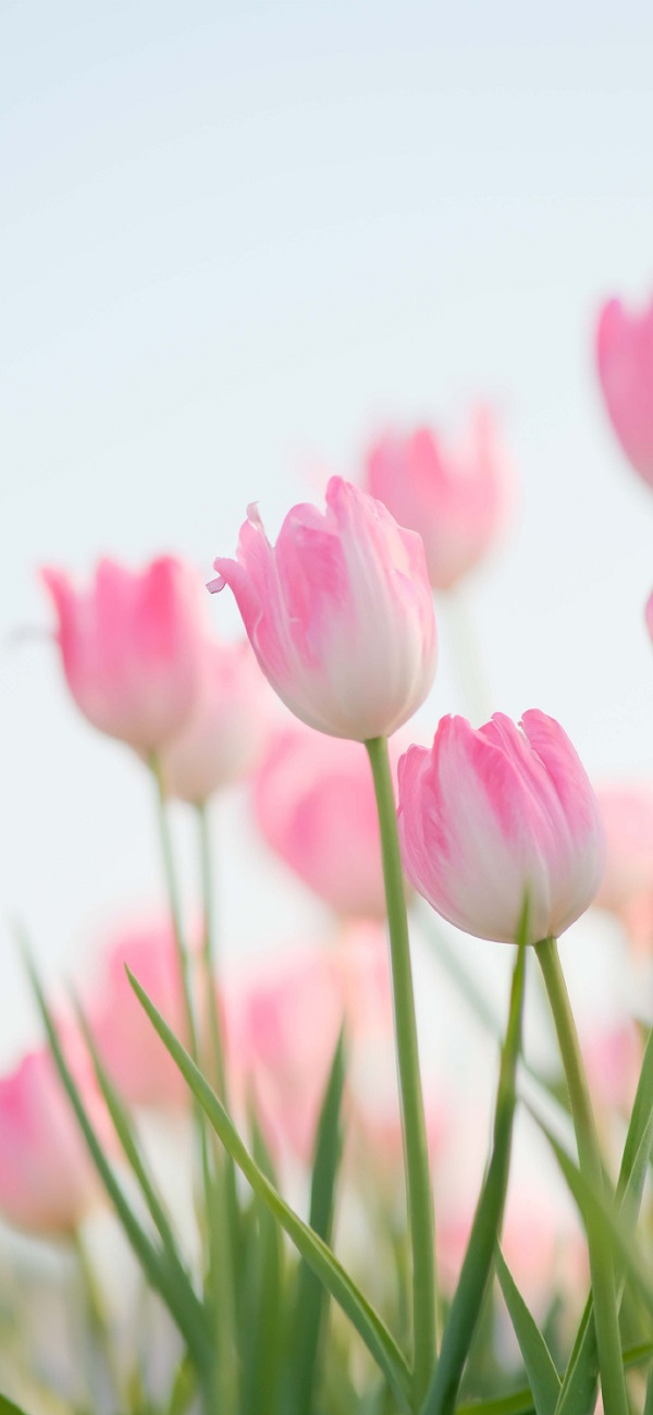 Hình nền hoa tulip cho điện thoại 6