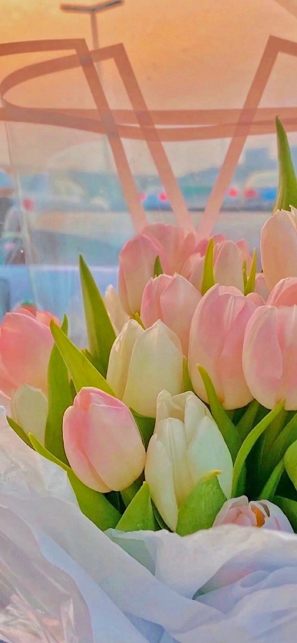 Hình nền hoa tulip cho điện thoại 4